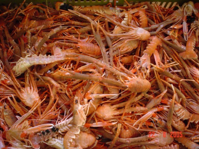 basket of scampi/lobster from Scotland!